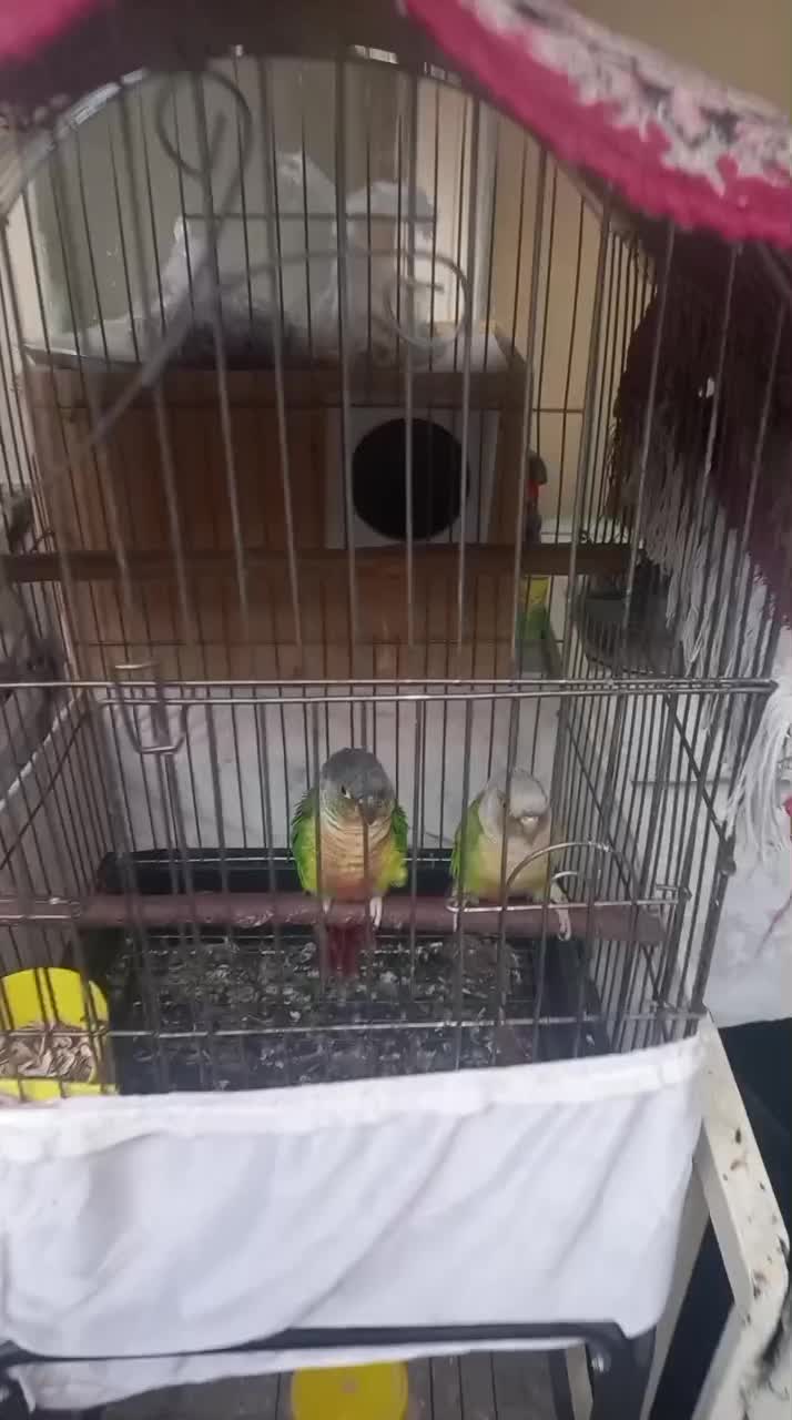 طوطی گرینچک بالغ|پرنده|ری, ظهیرآباد|دیوار