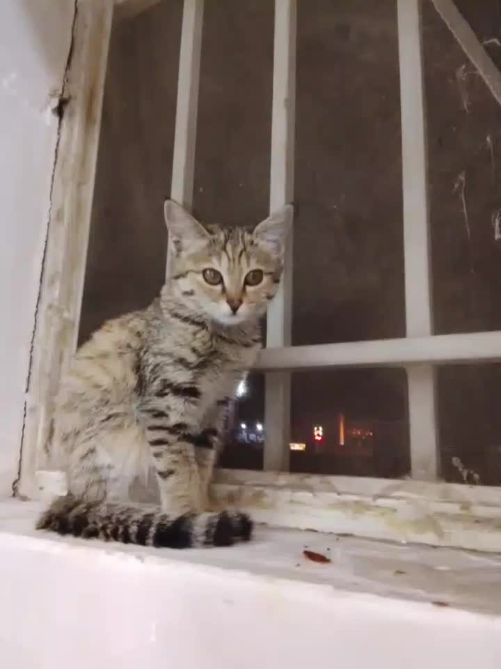 گربه من گمشده|حیوانات|حمیدیا, |دیوار