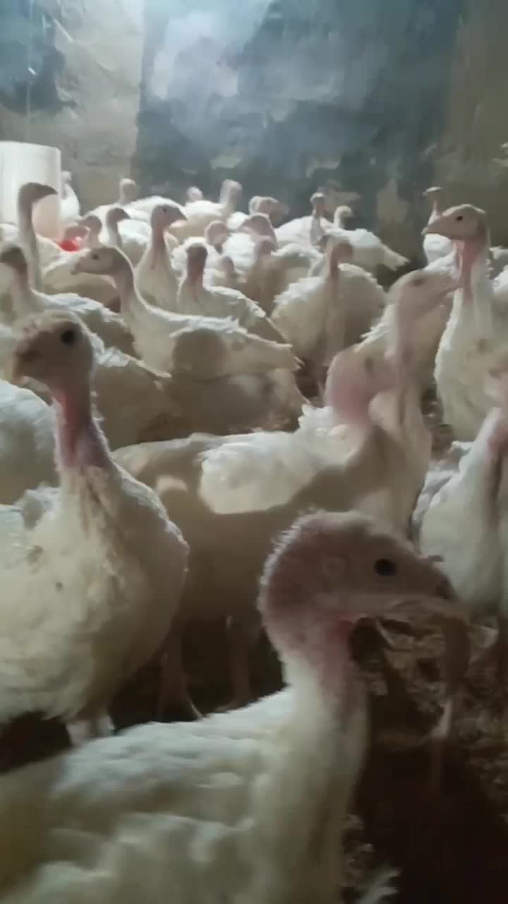 بوقلمون گوشتی|حیوانات مزرعه|مشگین شهر, |دیوار