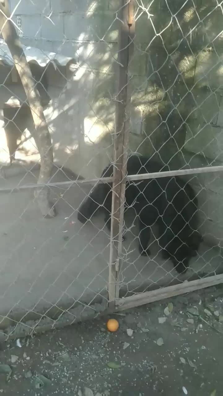 ژرمن بلک فول کیفیت|سگ|خرم‌آباد (تنکابن), |دیوار