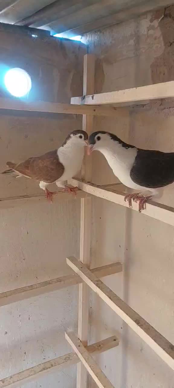 پلاس یکتی|پرنده|قم, انسجام|دیوار