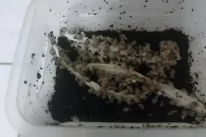 ۲۶۵ تا حلزون دونه ای ۶۰۰۰تومن|ماهی|کرج, مصباح|دیوار