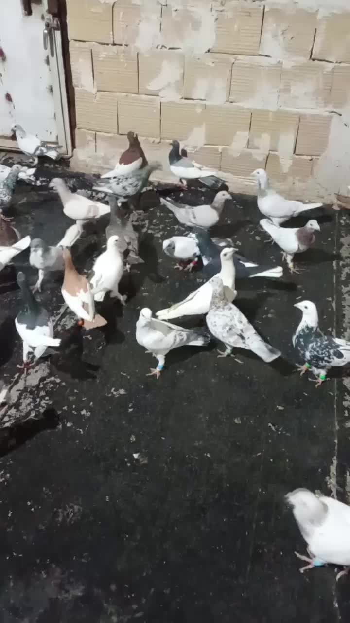 کبوتر پرشی|پرنده|الوند, |دیوار