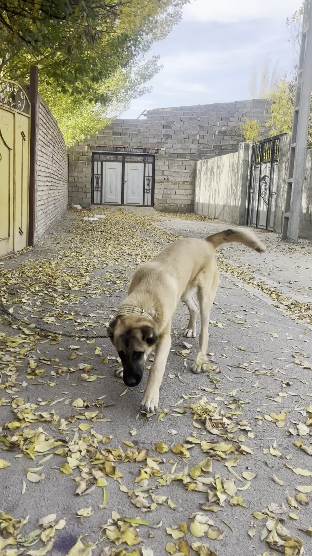 توله سرابی اصیل|سگ|سراب, |دیوار