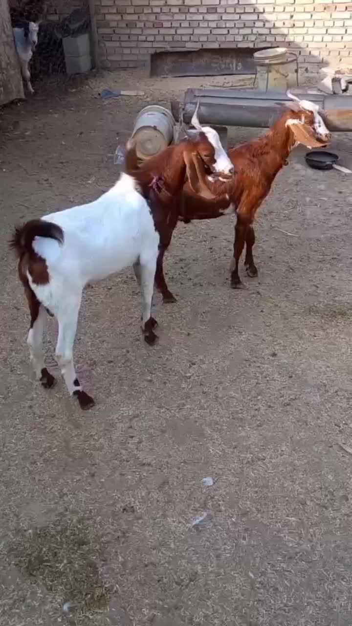 بزغاله دقلو صلاله|حیوانات مزرعه|گنبد کاووس, |دیوار