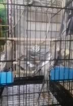 عروس هلندی|پرنده|شیراز, مسلم|دیوار