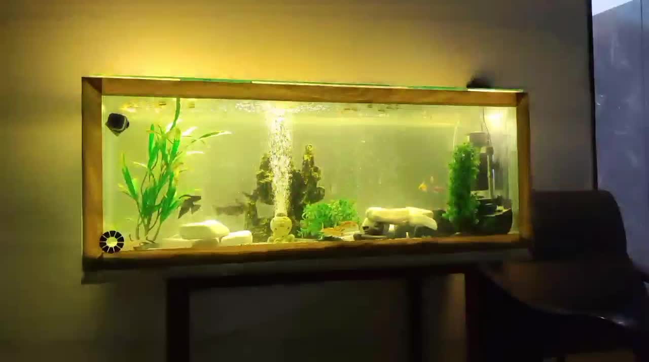 فروش  اکواریوم سالم بزرگ با وسیله|ماهی|ساوه, |دیوار