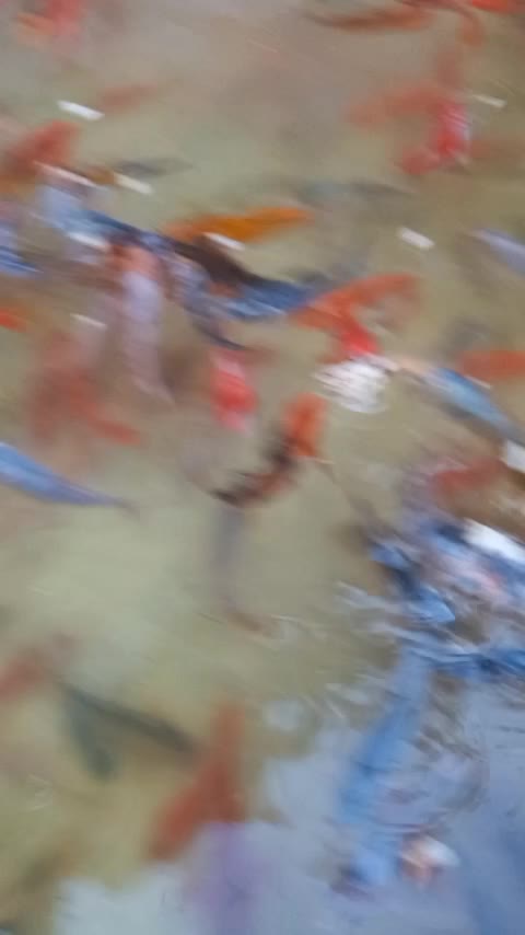 ماهی کوی|ماهی|مشهد, حجت|دیوار