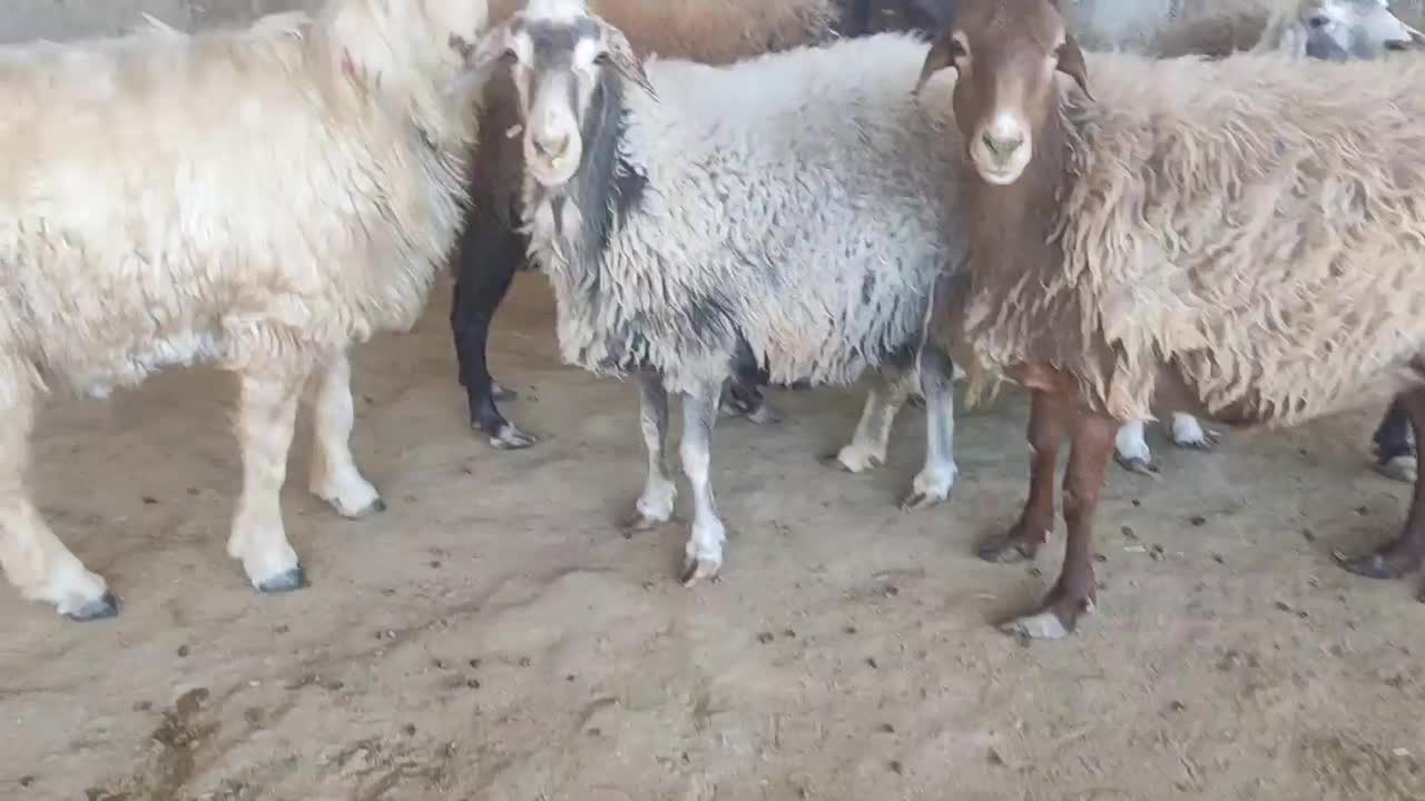 میش  گوسفند  قوچ|حیوانات مزرعه|شهرضا, |دیوار