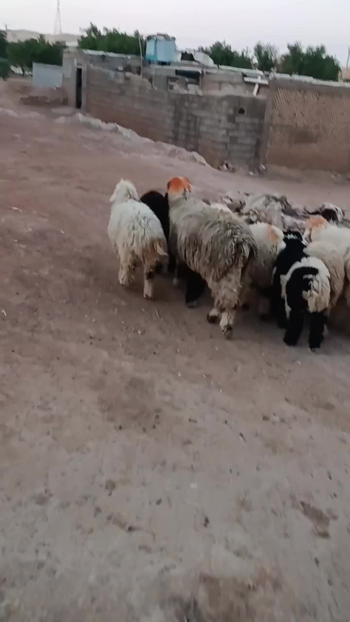 بره پرواری|حیوانات مزرعه|مسجد سلیمان, |دیوار