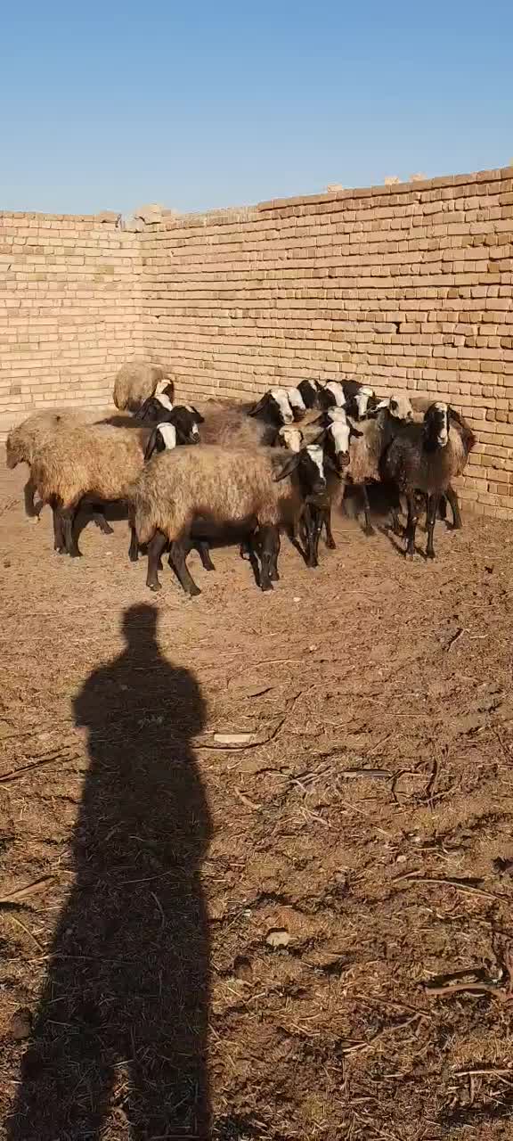 گوسفنداصل شال اصلاح شدهمیش شال عکس فیلم گویاهمچیزه|حیوانات مزرعه|شال, |دیوار