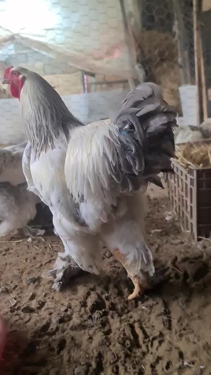 فروش مولدین برهما لایت|حیوانات مزرعه|سورک, |دیوار