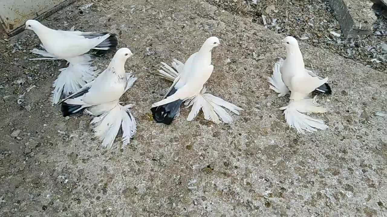 کبوتر، گوی گویروخ ایاخلی|پرنده|خسروشاه, |دیوار