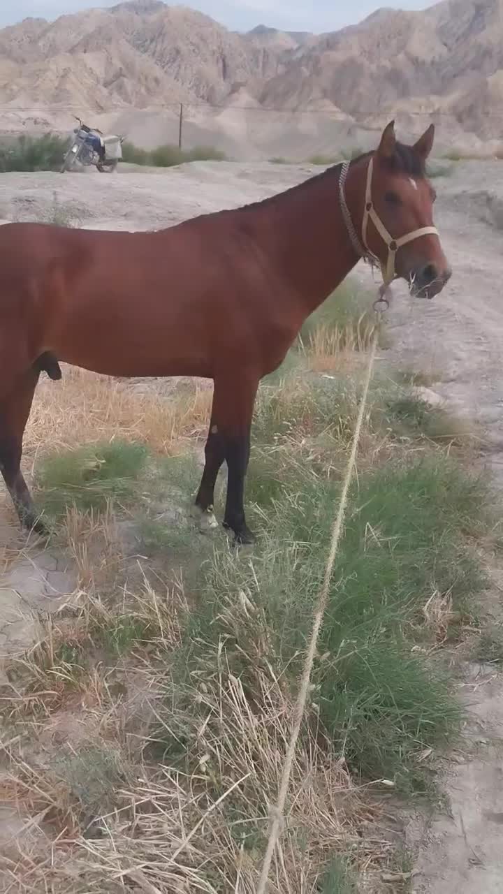 مرد یاشار|اسب و تجهیزات اسب‌سواری|آشخانه, |دیوار