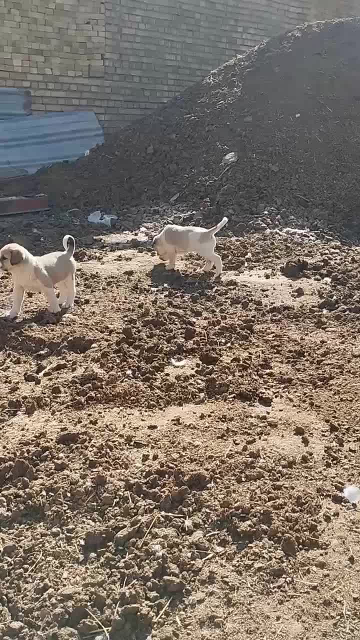 توله سگ افغان|سگ|شراء, |دیوار