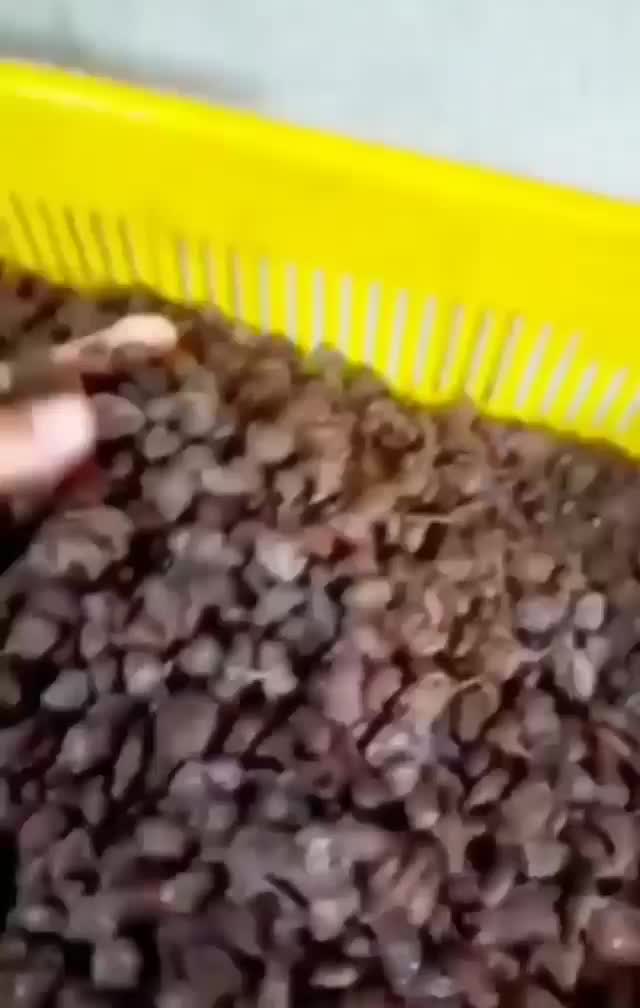 کشمش چرخ شده،خرمابدون هسته،ضایعات خرمامخصوص آبگیری|خوردنی و آشامیدنی|کرج, دهقان ویلا|دیوار