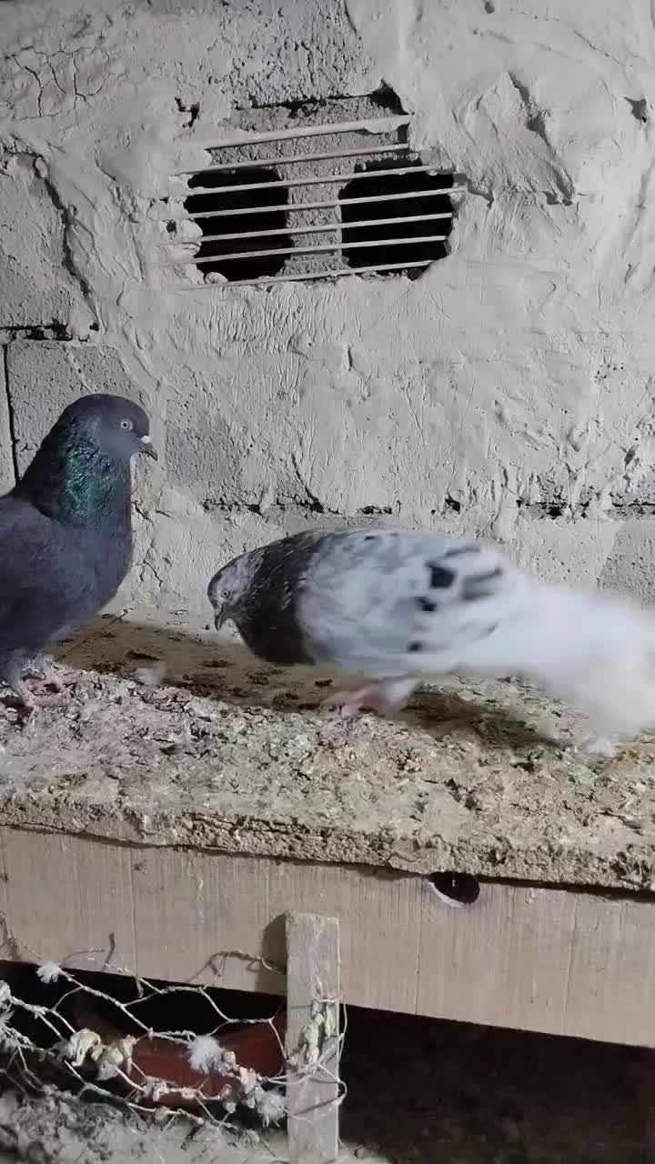 کبوتر|پرنده|اشنویه, |دیوار