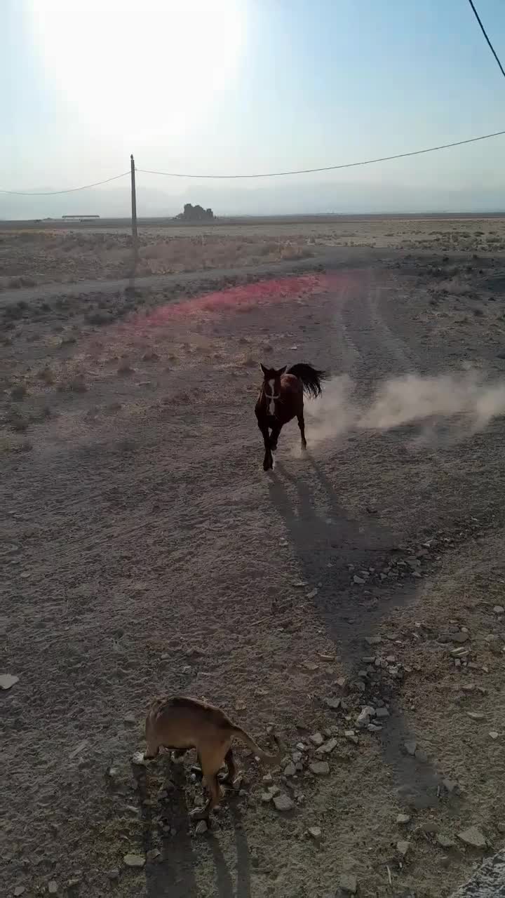 کره مادیون|اسب و تجهیزات اسب‌سواری|مرودشت, رامجرد یک|دیوار