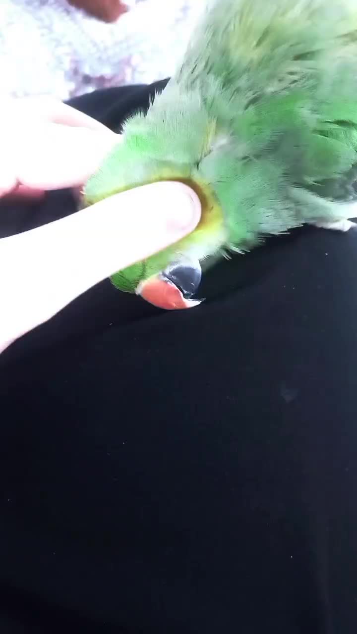 طوطی ملنگو|پرنده|اردبیل, |دیوار