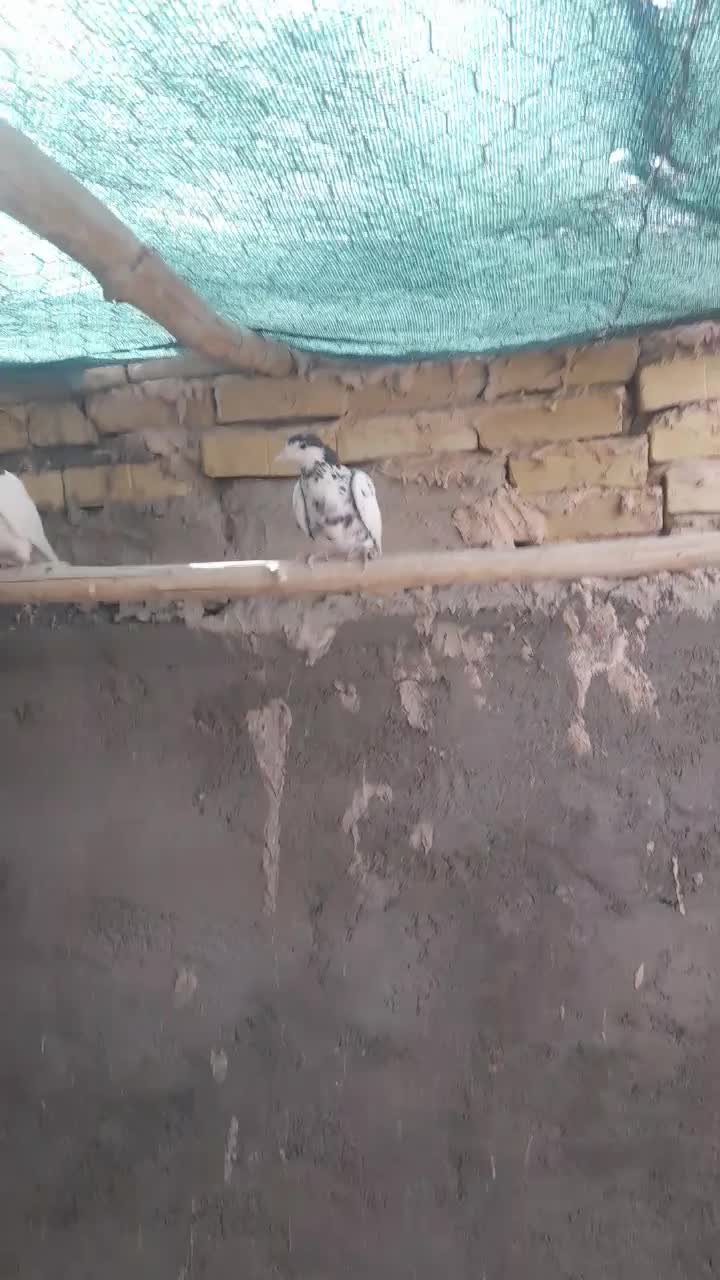 یال|پرنده|بافق, |دیوار