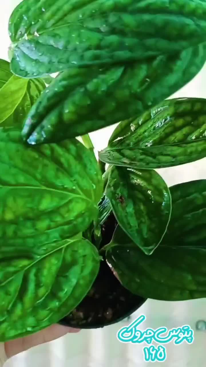 پایه گلدون ۶تای|گل و گیاه طبیعی|ورامین, ورامین|دیوار