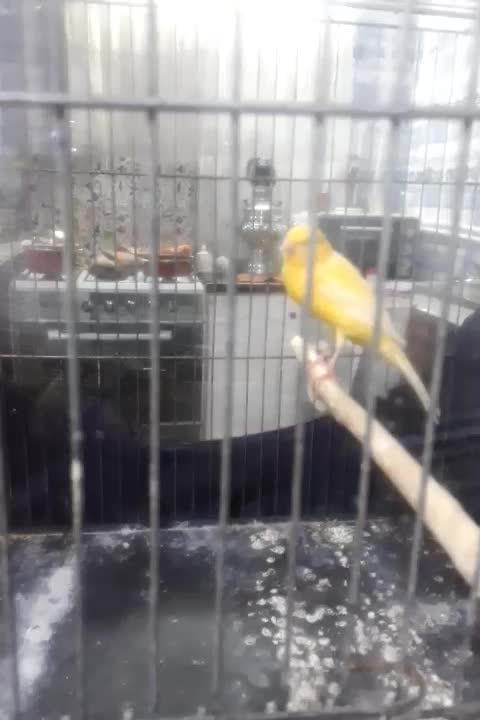 قناری|پرنده|تویسرکان, |دیوار