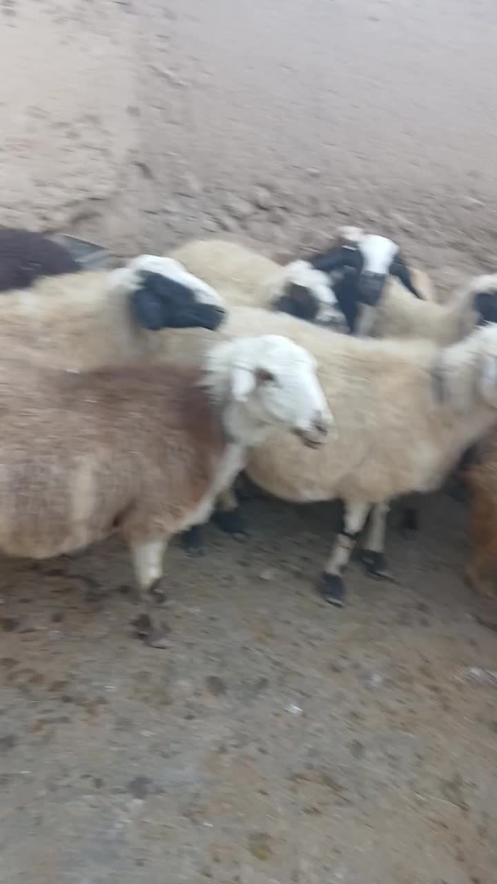 گوسفند|حیوانات مزرعه|سارال, |دیوار