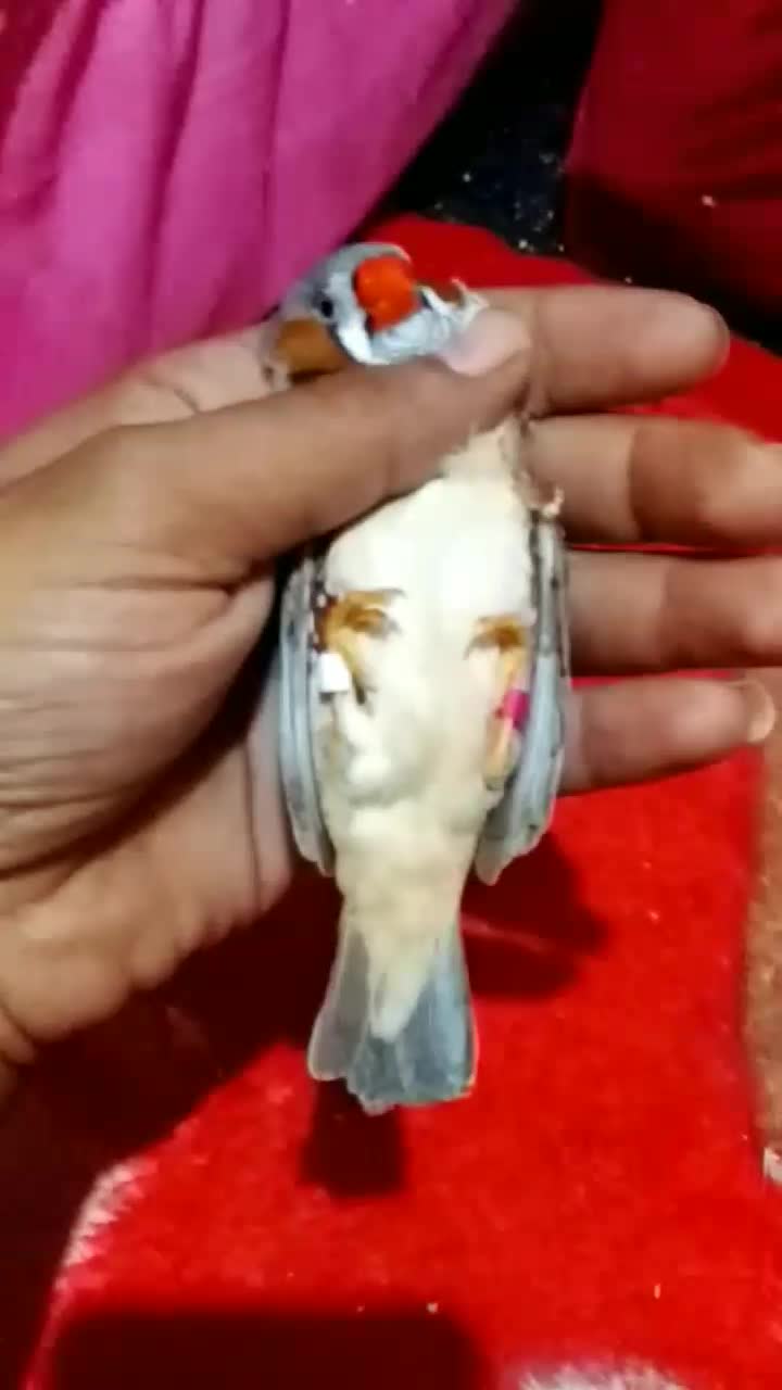 جفت اصل هیکل قول پیکر جامبو پاستیل|پرنده|چمران, |دیوار