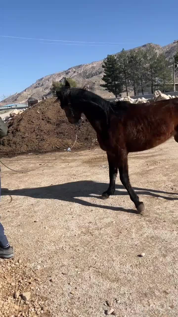 اسب|اسب و تجهیزات اسب‌سواری|شیراز, فرهنگ شهر|دیوار