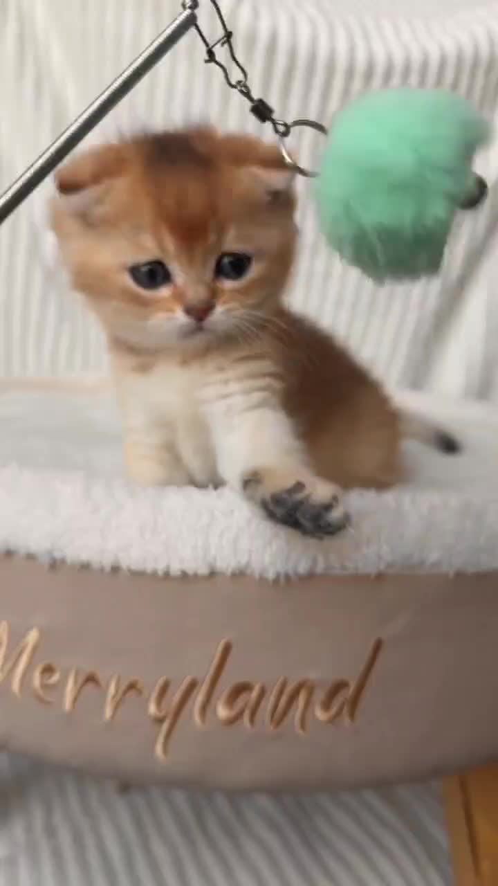 بریتیش شورت هیر و لانگ هیر|گربه|کرج, جهان‌شهر|دیوار