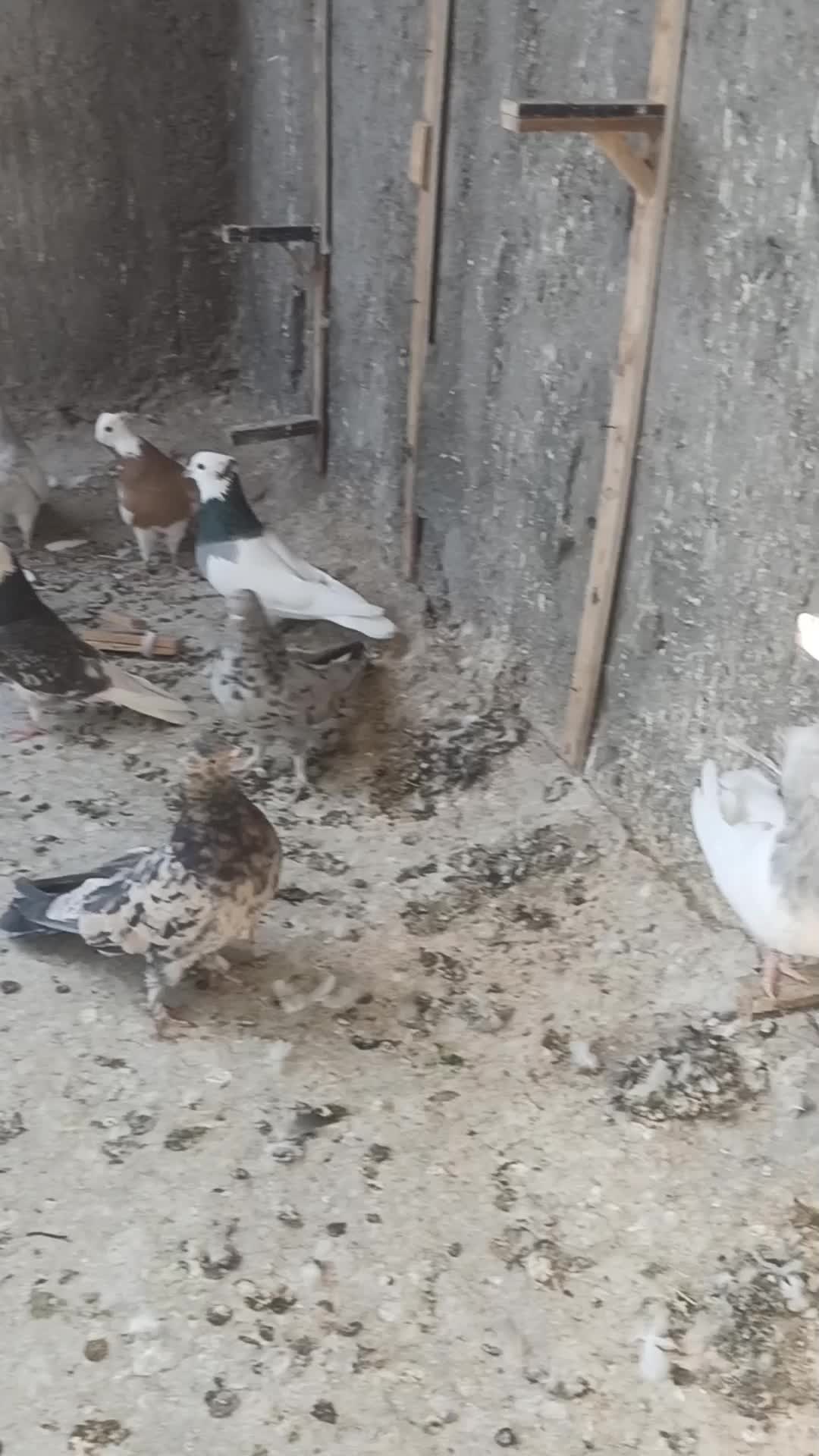 پرنده|پرنده|بم, |دیوار