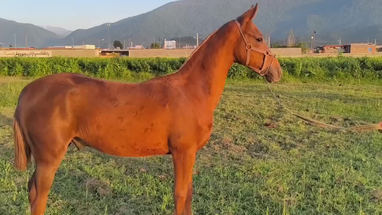 اسب|اسب و تجهیزات اسب‌سواری|علی‌آباد کتول, |دیوار
