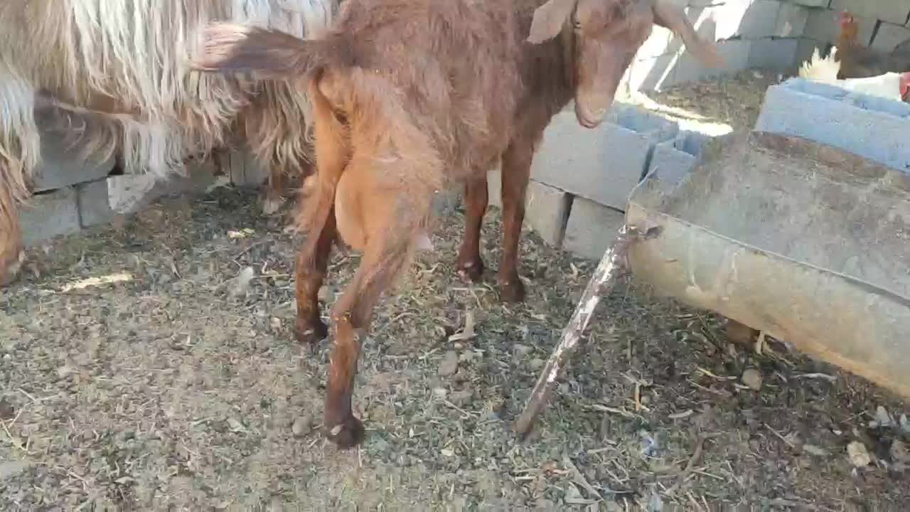 بز و بزغاله تخمی دورگه پاکستانی شیرا|حیوانات مزرعه|خواف, |دیوار