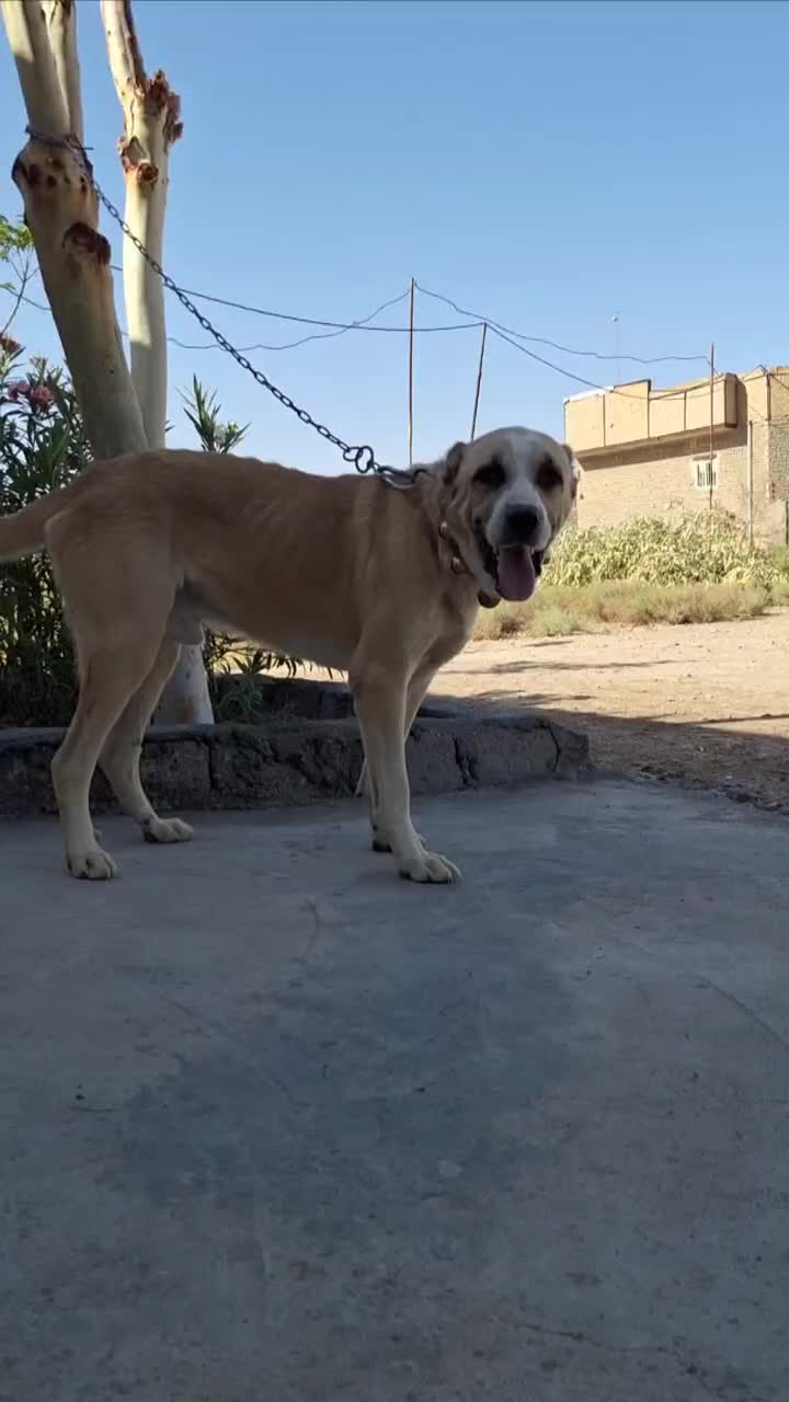 سگ گله|سگ|قم, زاویه|دیوار