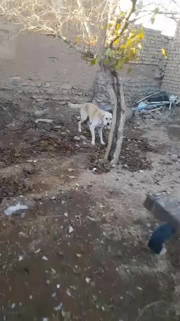 سگ نر|سگ|سلفچگان, |دیوار