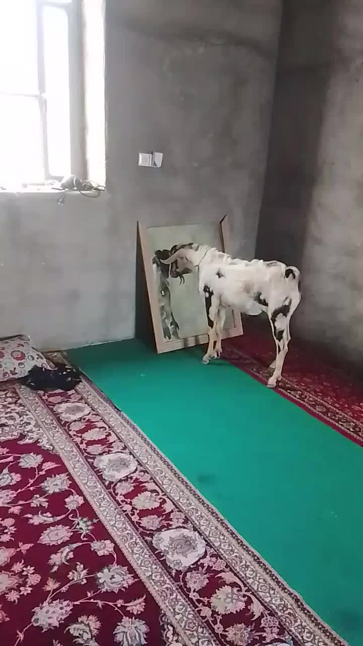 کهره|حیوانات مزرعه|میناب, |دیوار