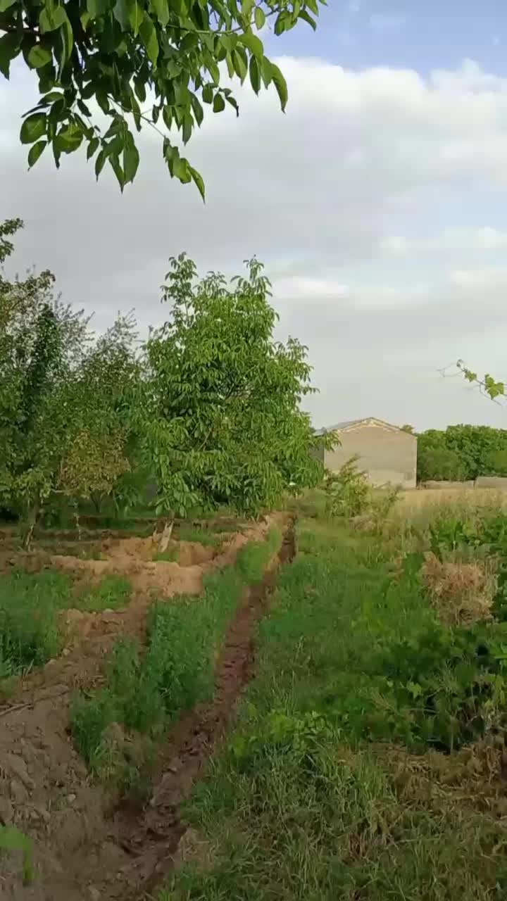 باغ میوه|فروش زمین و ملک کلنگی|مشهد, تبادکان|دیوار