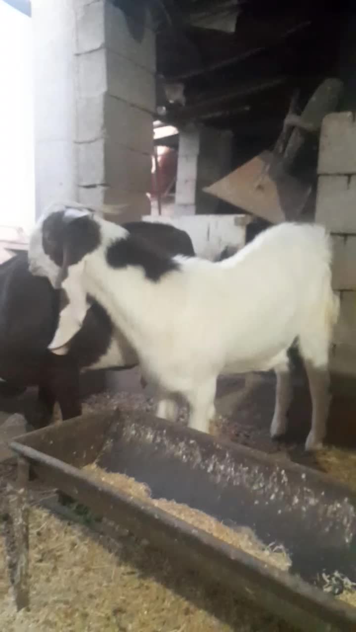 بیگ یا تیشتر نر افغانی داشتی|حیوانات مزرعه|مسجد سلیمان, |دیوار