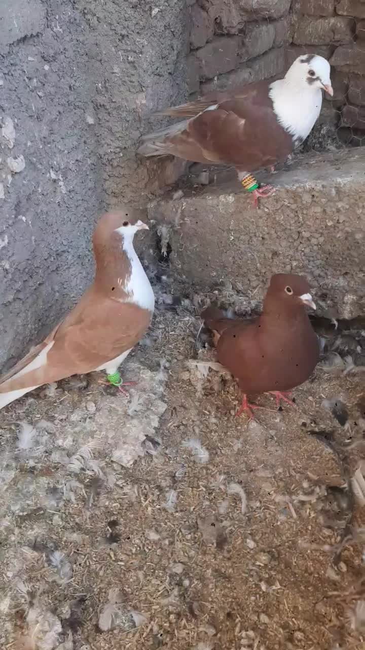 کبوتر|پرنده|سبزوار, رضوی|دیوار