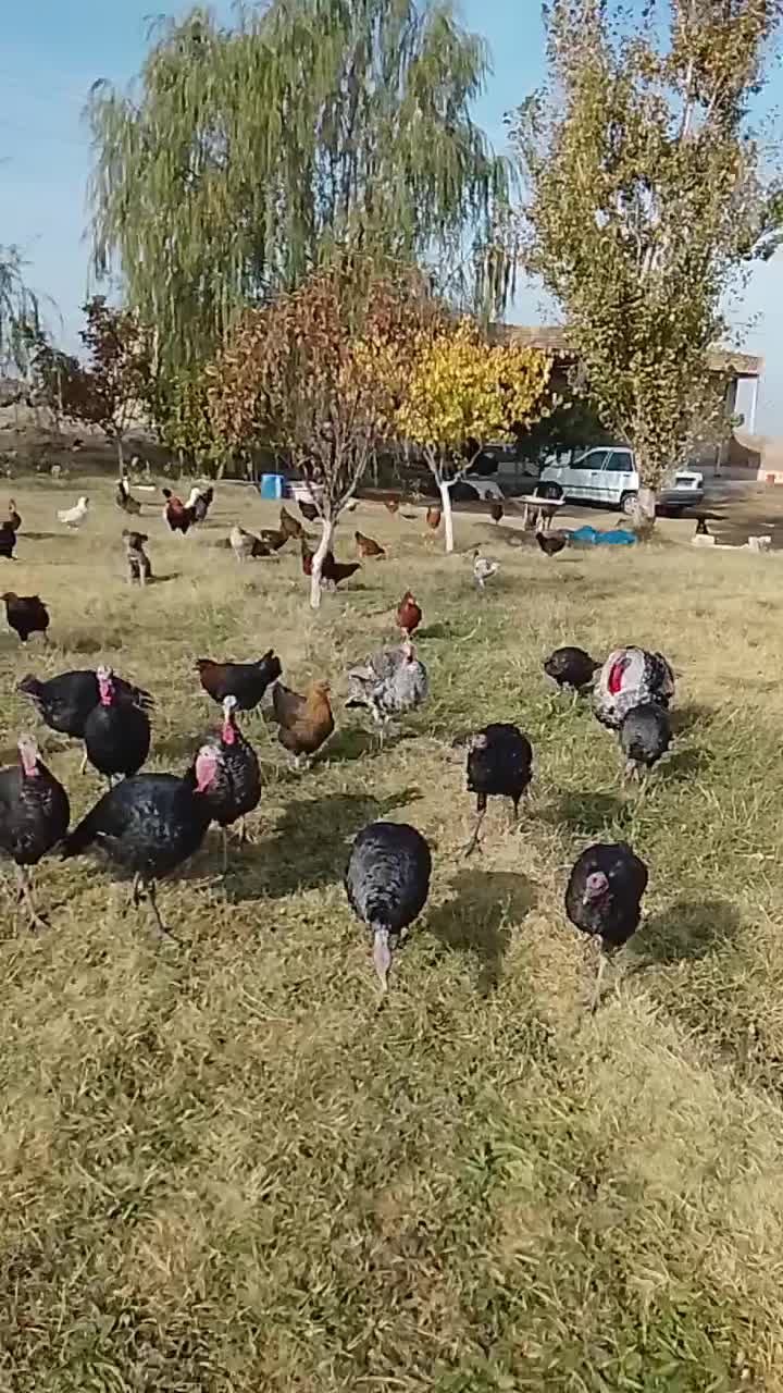 انواع بوقلمون در پلدشت|حیوانات مزرعه|ماکو, |دیوار