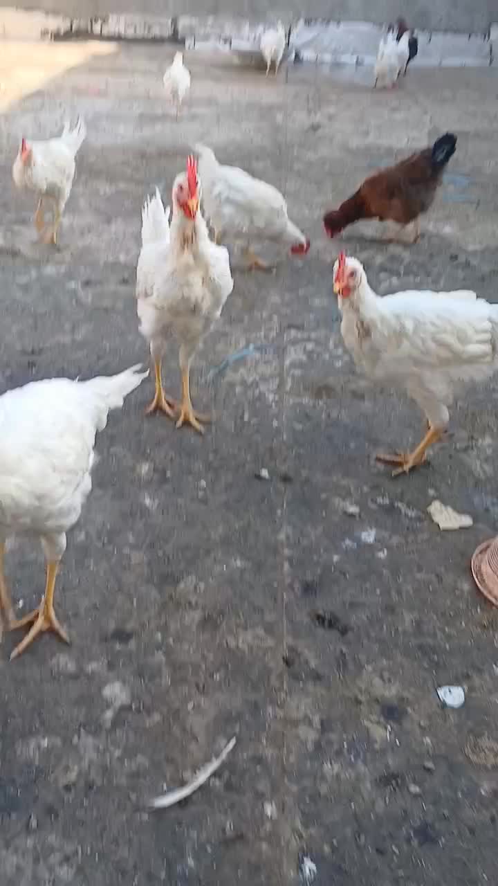 تعدادی خروس ۸ ماهه لوهمن سفید|حیوانات مزرعه|نسیمشهر, |دیوار