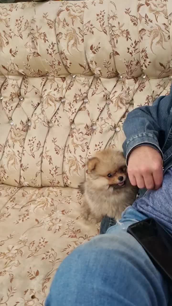 سگ پامر اصل دو سر خرسی ۳ ماه|سگ|چهارباغ, |دیوار