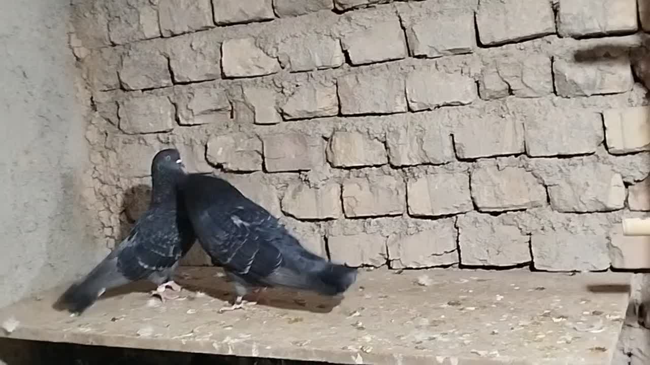 دو جفت نر و ماده|پرنده|گرمسار, |دیوار