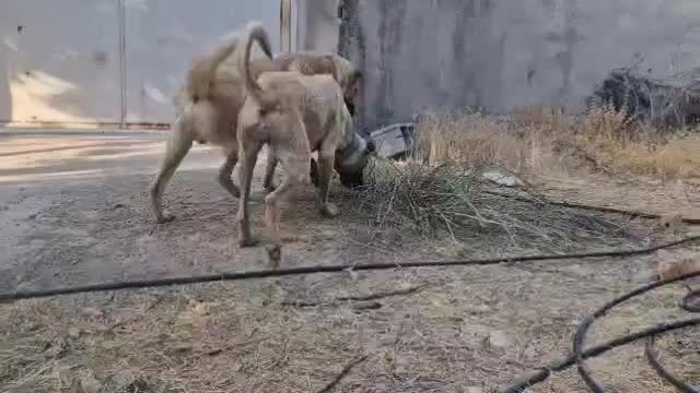 سگ سرابی|سگ|زرقان, |دیوار