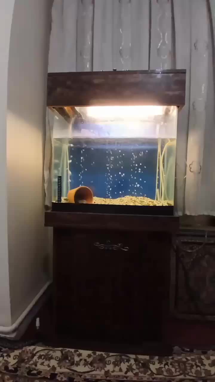 آکواریوم|ماهی|تهران, اسفندیاری|دیوار