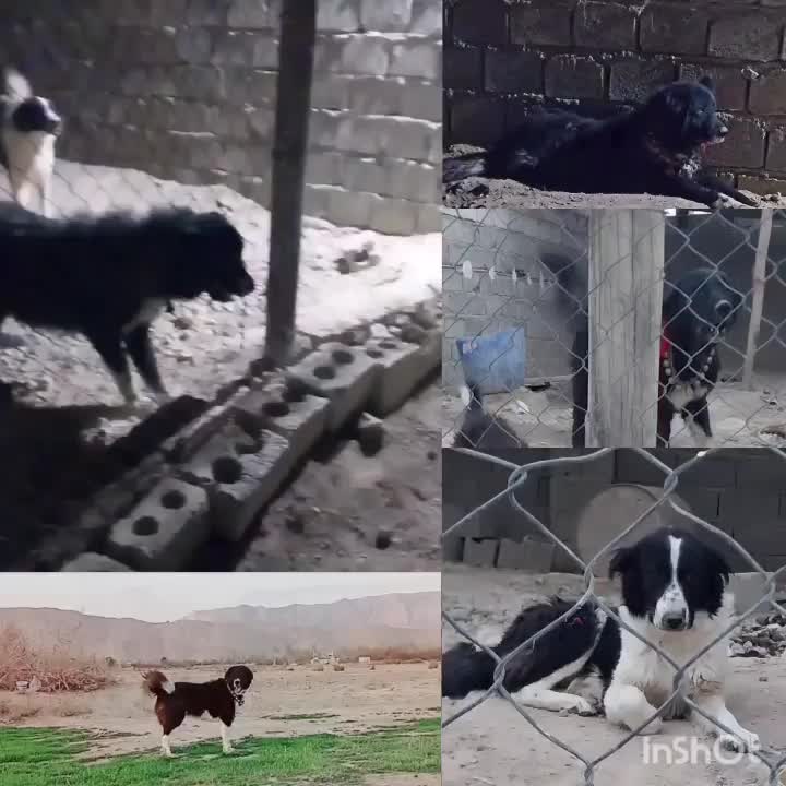 سگ قدرجونی|سگ|فلاورجان, |دیوار