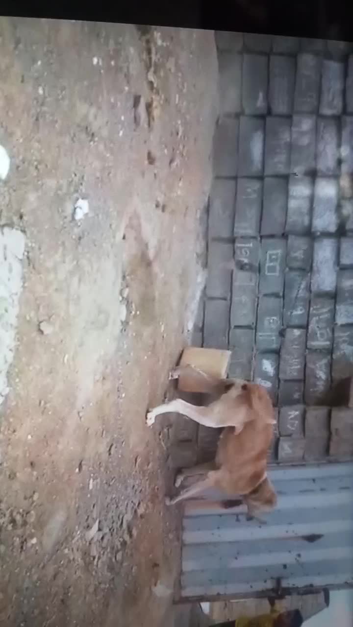 باسلام واگذاری ماده خراسانی|سگ|قوچان, |دیوار