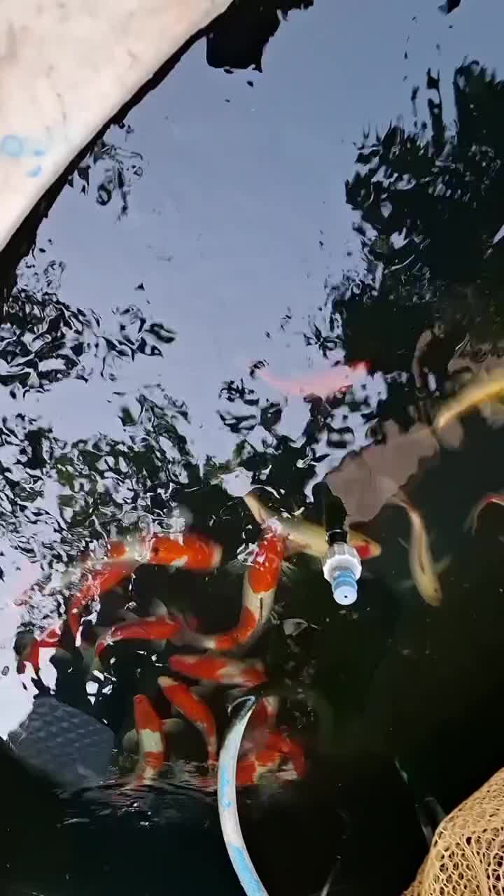 ماهی کوی|ماهی|تبریز, |دیوار