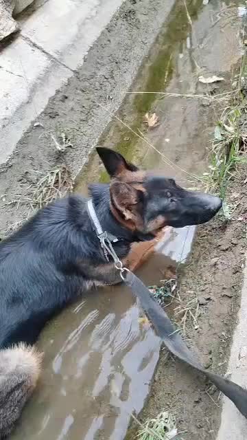 سگ ماده ژرمن ۱۱ماهه دارای شناسنامه پزشکی|سگ|اصفهان, بهارستان|دیوار