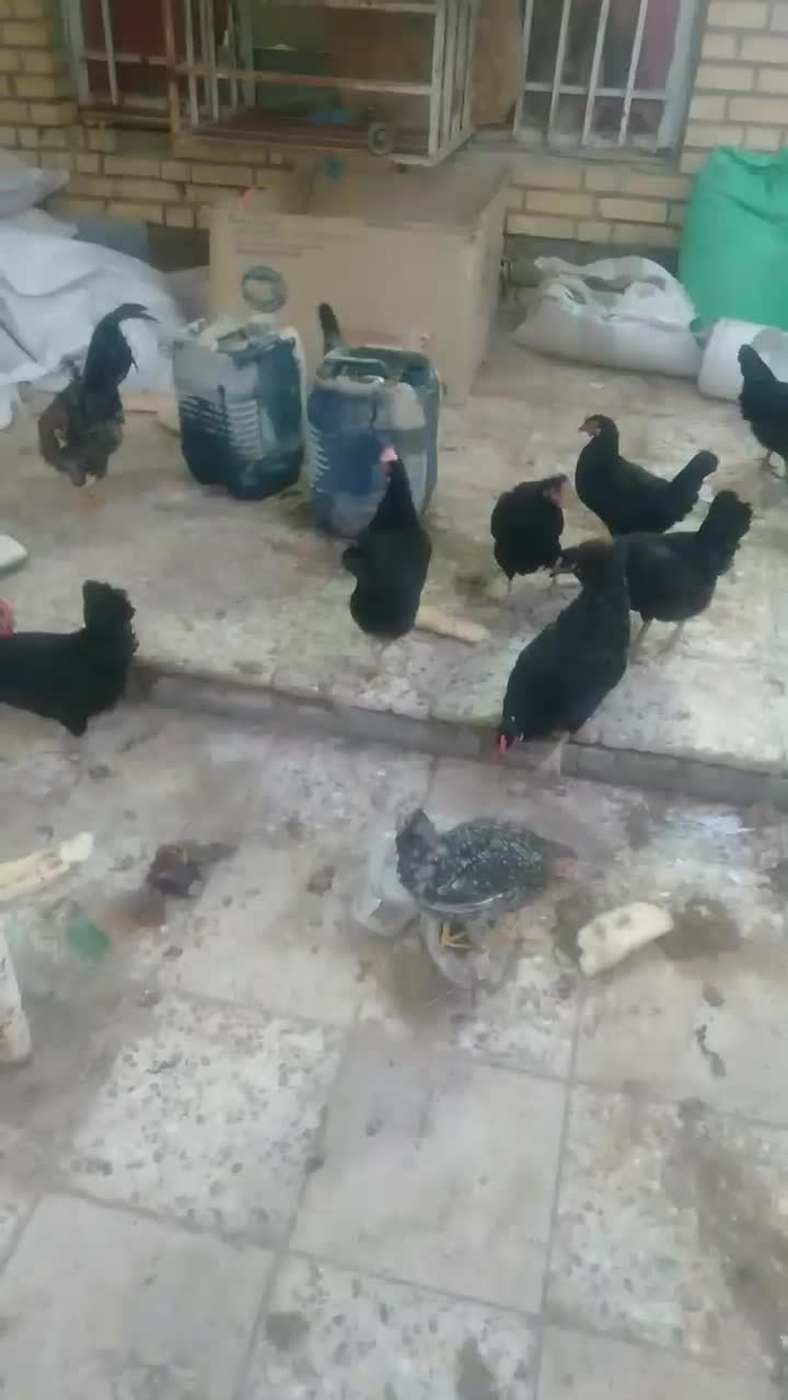 مرغ تخمگذار محلی|حیوانات مزرعه|اهواز, شهرک برق|دیوار